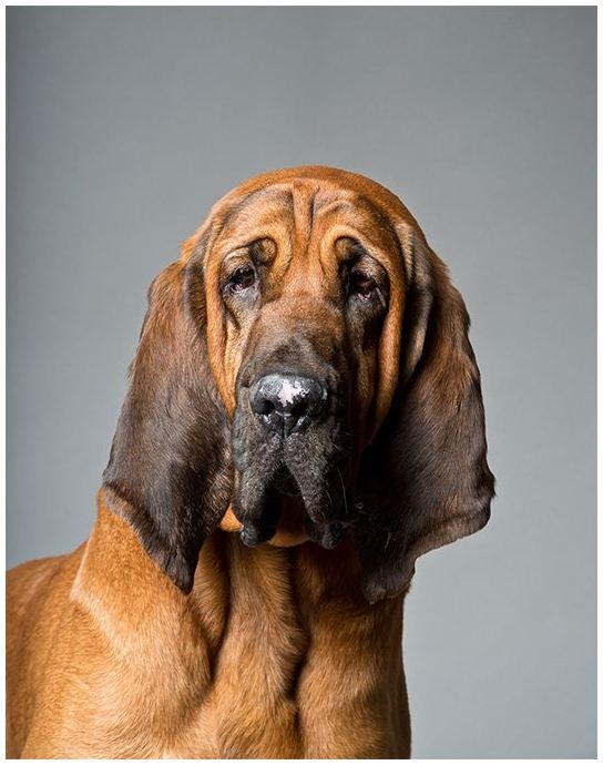 Featured image of post Bloodhound Pics
