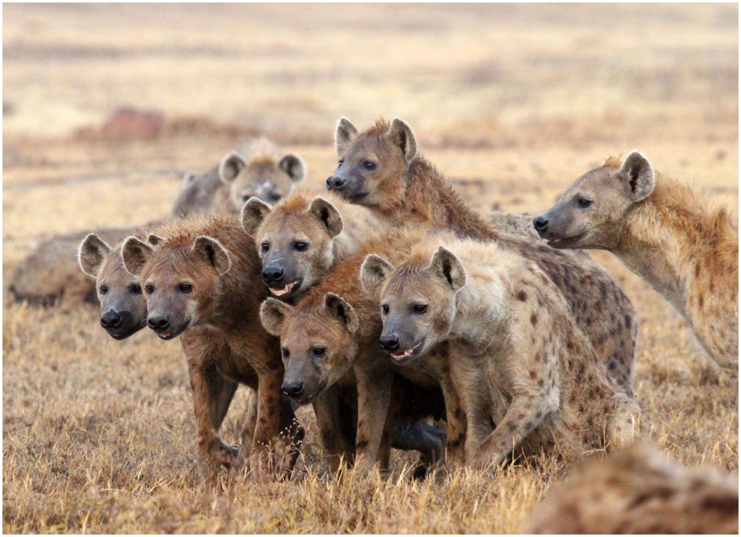 Featured image of post Group Of Hyenas