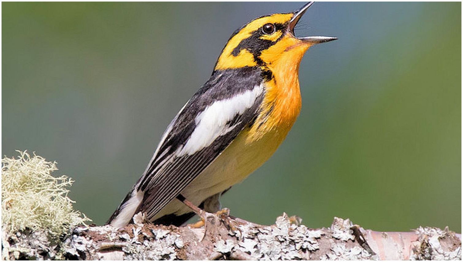 Featured image of post Images Of Singing Birds